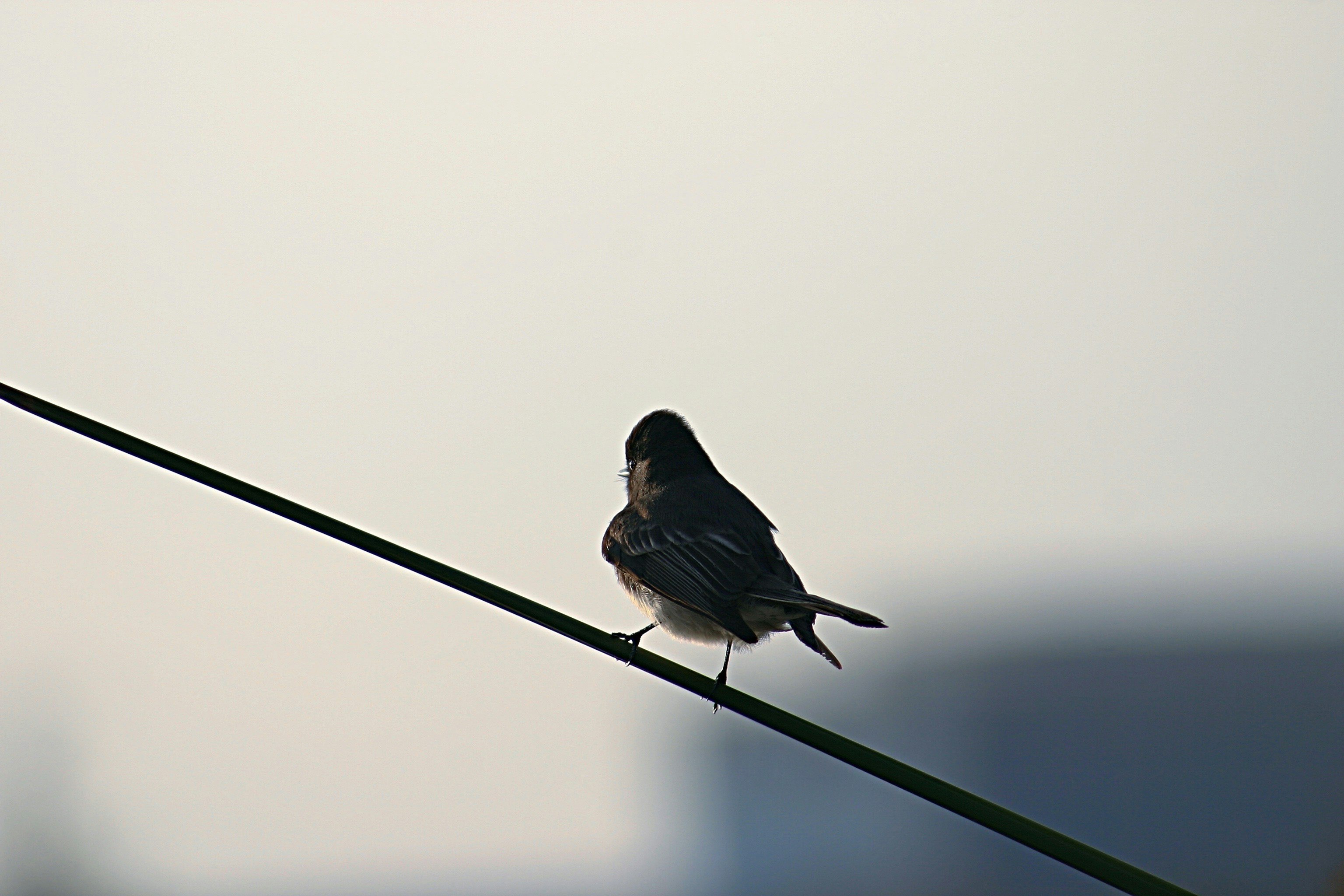bird perched on wire